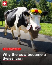 Why the Cow Remains a Powerful Symbol of Swiss Identity