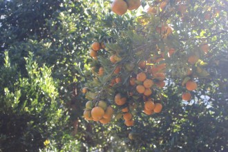 Myagdi Records Over Rs 316 Million in Orange Production This Year