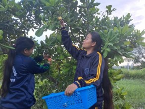 Students Lead Cashew Cultivation Initiative in Sindhuli, Showing New Path for Agricultural Education