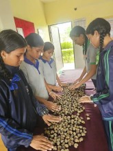 Students Lead Cashew Cultivation Initiative in Sindhuli, Showing New Path for Agricultural Education