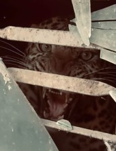 Leopard Enters House in Kathmandu, Two Injured as Rescue Operation Underway