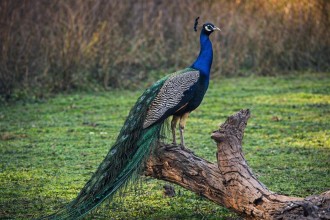 “I Wanted to Dance as a Peacock”: A Graceful Encounter at Chitwan National Park