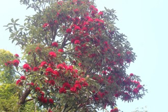 Rhododendrons Bloom in Full Glory at Majhaule, Bhojpur