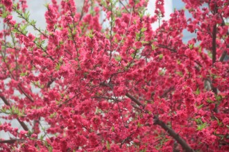Peach Blossoms Signal the Arrival of Spring in Kathmandu