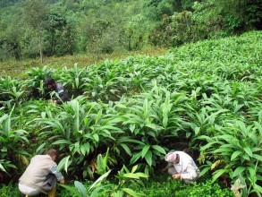 Nepal’s ‘Black Gold’ Expands Across 54 Districts as Cardamom Exports Reach NPR 8.61 Billion