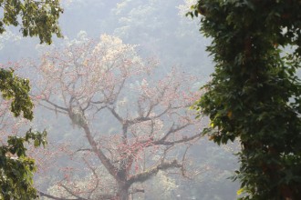 Blooming Simal Tree Signals Spring and Ecological Vitality in Dang