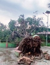 Historic Peepal Tree Falls Inside Gaindakot Municipality Premises