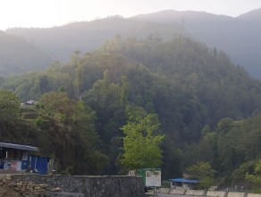 Forests Recognized as Critical Economic Lifelines for Millions at Risk