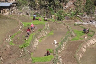 Rising Temperatures Signal Start of Chaite Rice Season in Bhojpur
