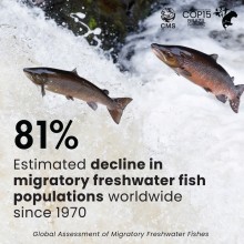 Global Report Warns of Rapid Decline in Migratory Freshwater Fish, Urges Immediate River Restoration