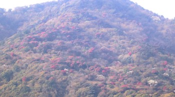 Rhododendron Bloom Transforms Hattikharka Forest in Bhojpur