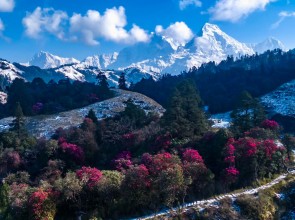 Rhododendron Bloom Enhances Scenic Beauty of Annapurna Range in Parbat