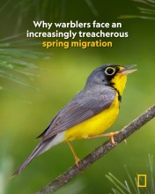 Climate Change Alters Migration Patterns of Warblers Across North America