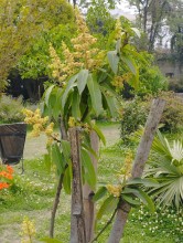 Early Mango Blossoming Signals Seasonal Shift, Raises Hopes and Concerns