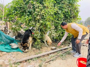 Animal Welfare Efforts Continue in Squatter Settlements Amid Uncertainty