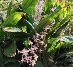 Goldenrod: A Diverse Flowering Plant with Ecological and Economic Significance