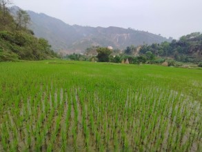 Nepal Faces Elevated Drought Risk Amid Forecast of Below-Average Monsoon Rainfall