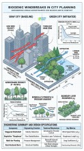 Biogenic Windbreaks Highlighted as Nature-Based Solution for Safer and More Comfortable Cities