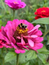 World Bee Day 2026: Call to Protect Pollinators as Global Biodiversity Faces Growing Threats