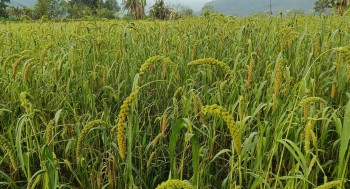 Farmer Maniram Ghimire Preserves Traditional Crop Through Kugino Cultivation in Lamjung