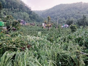 Severe Windstorm and Continuous Rain Damage Dozens of Houses in Tanahun; Electricity and Transportation Services Disrupted