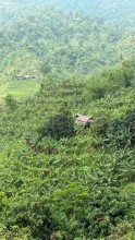 Hard Work Cultivates Hope: Farmer Balchandra Rai’s Banana Plantation Reflects Rural Agricultural Potential in Belka