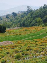 Commercial Flower Farming Expands in Dhading’s Sikrekhola