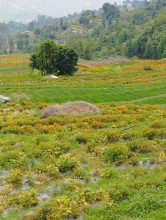 Commercial Flower Farming Expands in Dhading’s Sikrekhola