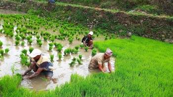 Farmers in Jajarkot Begin Paddy Plantation as Monsoon Supports Agricultural Activities