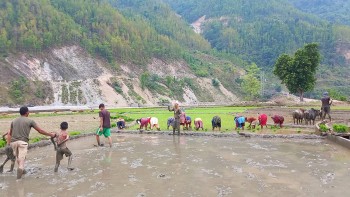 Farmers in Jajarkot Begin Paddy Plantation as Monsoon Supports Agricultural Activities