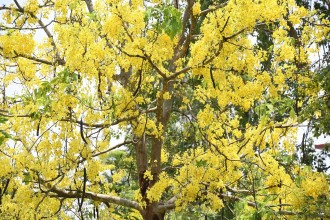 Royal Tree Blooms in Dang, Adding Seasonal Beauty to Ghorahi