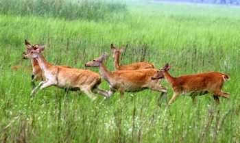 Shuklaphanta Grasslands Continue to Shelter World’s Largest Herd of Barasingha