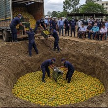 Excessive Pesticide Residues Found in Imported Mangoes, Authorities Destroy Consignment to Protect Public Health