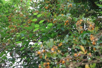 Himalayan Raspberry: A Wild Himalayan Berry Rich in Tradition and Ecological Value