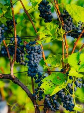 Commercial Grape Farming in Tanahun Generates Rs 400 Million Economic Value