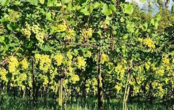 Commercial Grape Farming in Tanahun Generates Rs 400 Million Economic Value