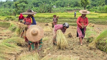 Chaite Paddy Harvest Gains Momentum in Tanahun