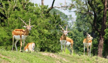 Blackbuck Population Rises to 313 in Shuklaphanta, Marking a Major Conservation Success
