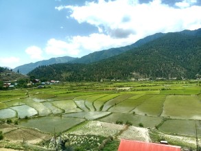 Marsh Rice Cultivation Expands Across Jumla’s Acharyawada Fields, Sustaining High-Altitude Farming Tradition