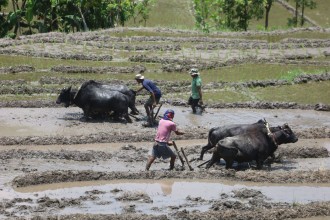 Farmers in Lamjung Prepare Paddy Fields as Rice Planting Season Gains Momentum