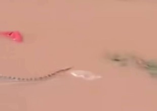 Typhoon Maysak Floods Trigger Snake Escape, Highlighting Hidden Risks of Climate-Driven Disasters
