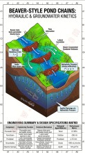Nature-Based River Restoration Using Beaver Dam Analogues Gains Attention for Strengthening Watersheds