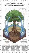 Trees Function as Natural Water Managers, Helping Forests Control Rainfall
