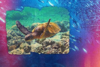 Marine Heatwaves Intensify, Threatening Ocean Ecosystems Worldwide