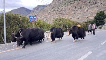 Dolpali Yaks Draw Rising Demand in Mustang