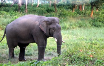 Wild Elephant ‘Govinde’ Returns to Khorsor in Search of a Mate