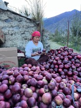 Mustang’s Apple Harvest Season Begins as Farmers Prepare for a New Crop