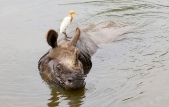 A One-Horned Rhino Finds a Quiet Moment in Chitwan’s Kumroj Wetland