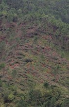Strong Winds Topple Pine Trees Across Salyan Forests