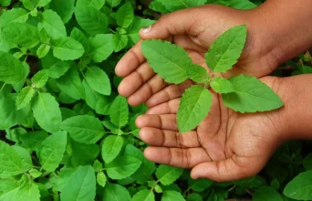 Harishayani Ekadashi Observed Across Nepal: A Sacred Blend of Spirituality, Sustainability, and Environmental Awareness